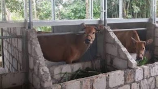 Program UPPO Terancam Mandek? Ini Tantangan Besar yang Dihadapi Petani